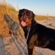 Rottweiler Male to Good Home