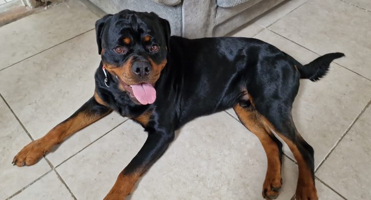 Rottweiler Male to Good Home