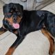 Rottweiler Male to Good Home