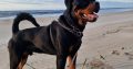 Rottweiler Male to Good Home