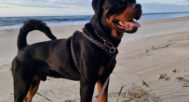 Rottweiler Male to Good Home