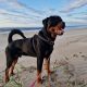 Rottweiler Male to Good Home