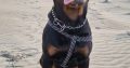 Rottweiler Male to Good Home