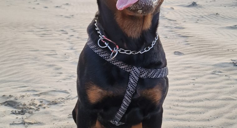 Rottweiler Male to Good Home