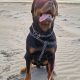 Rottweiler Male to Good Home