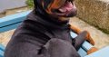 Rottweiler Male to Good Home