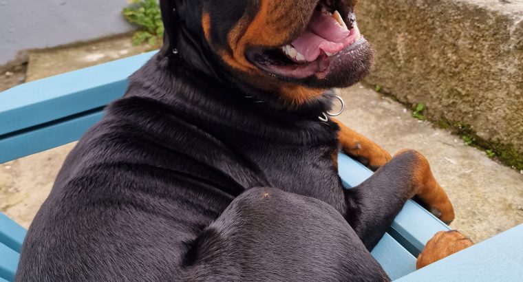 Rottweiler Male to Good Home