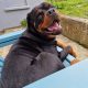 Rottweiler Male to Good Home