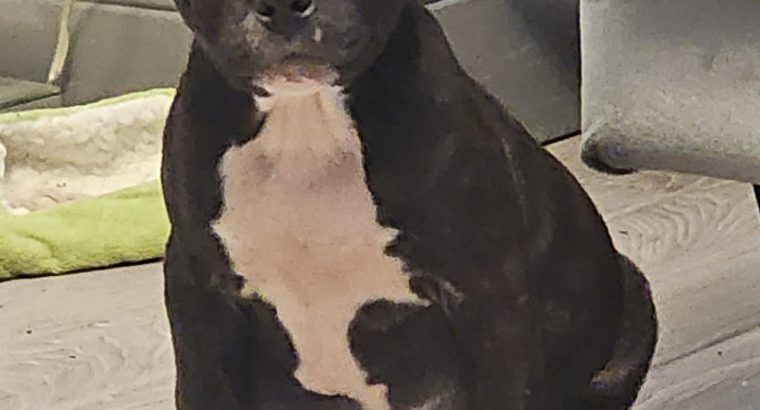 Staffordshire terrier Ikc reg