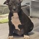 Staffordshire terrier Ikc reg