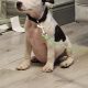 Staffordshire terrier Ikc reg