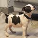 Staffordshire terrier Ikc reg