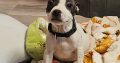 Staffordshire terrier Ikc reg