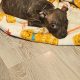 Staffordshire terrier Ikc reg