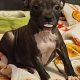 Staffordshire terrier Ikc reg