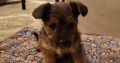 Yorkie mix looking for new home