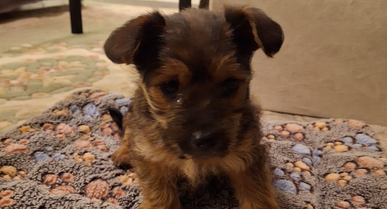 Yorkie mix looking for new home