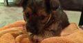 Yorkie mix looking for new home