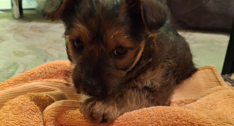 Yorkie mix looking for new home