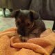 Yorkie mix looking for new home