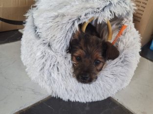 Yorkie mix looking for new home