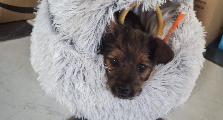 Yorkie mix looking for new home