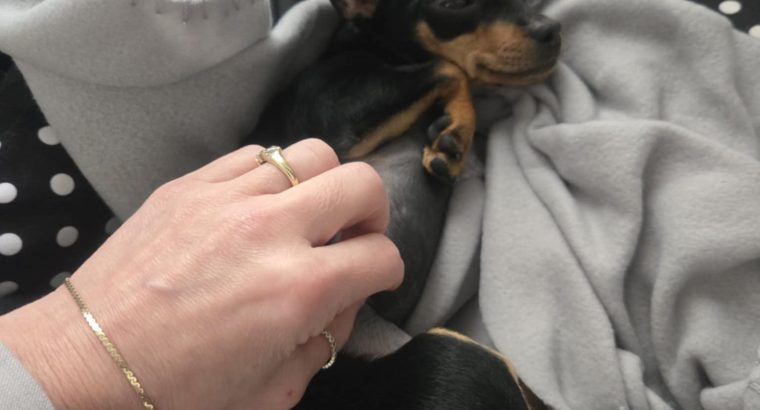 Russian Toy Terrier puppy female with all