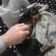 Russian Toy Terrier puppy female with all