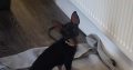 Russian Toy Terrier puppy female with all