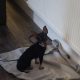 Russian Toy Terrier puppy female with all