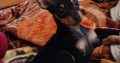 Russian Toy Terrier puppy female with all