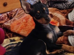 Russian Toy Terrier puppy female with all