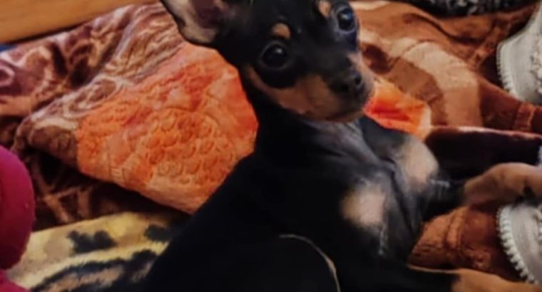 Russian Toy Terrier puppy female with all