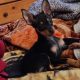 Russian Toy Terrier puppy female with all