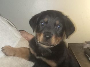 rottie female pup