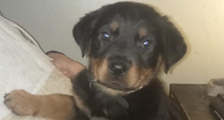 rottie female pup