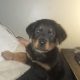 rottie female pup