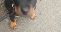 Rotweiler x Staff pups