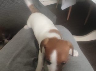 Miniature Jack Russell