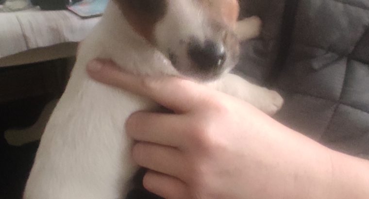 Miniature Jack Russell