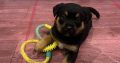 Gorgeous Rottweiler pups