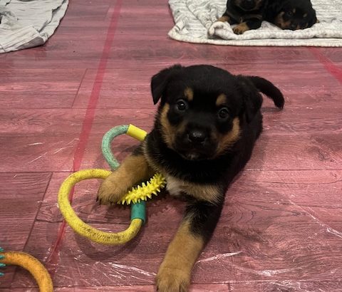 Gorgeous Rottweiler pups