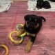 Gorgeous Rottweiler pups