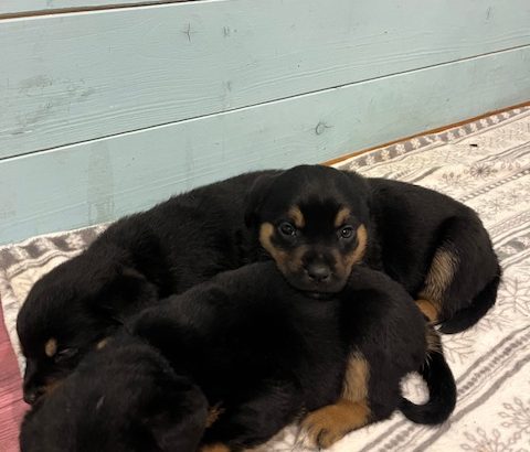 Gorgeous Rottweiler pups