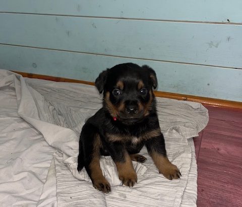 Gorgeous Rottweiler pups