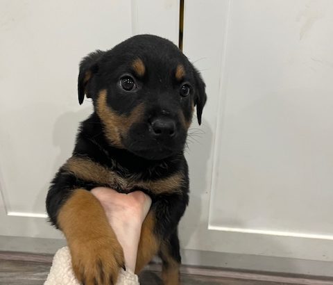 Gorgeous Rottweiler pups