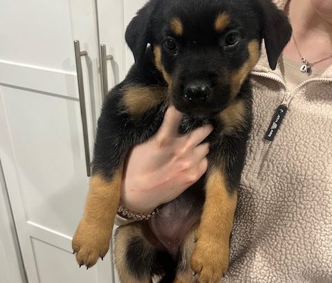 Gorgeous Rottweiler pups