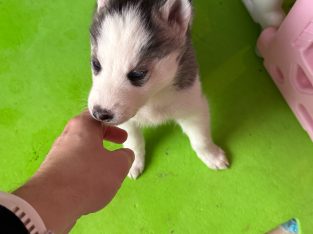 Siberian Husky Puppy