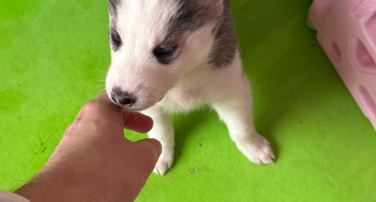 Siberian Husky Puppy