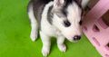 Siberian Husky Puppy